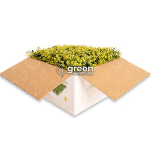 Arrayán Amarillo - 1m²