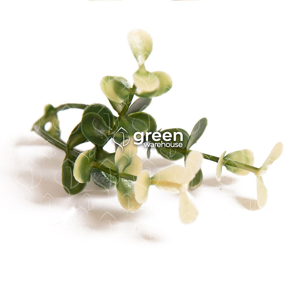 Follaje Artificial Arrayán Blanco | ¡Envíos a todo México! – Green ...