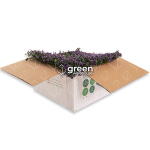 El follaje Arrayan Morado para Muro Verde, tiene pequeñas hojas de color verde con puntas de color morado que alegrarán cualquier espacio. Ideal para combinar con cualquier otro modelo de Follaje, por medio de un diseño de follaje personalizado. 