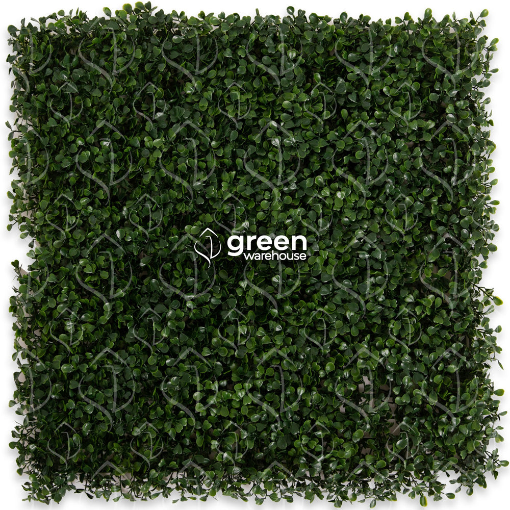 Boxwood - 1m²