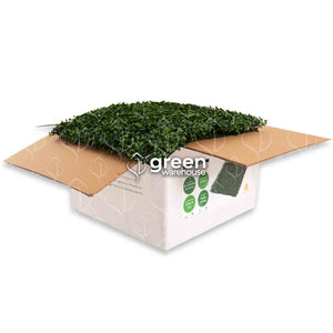 El Follaje Artificial Boxwood es la mejor opción para combinarlo con otros estilos en un diseño de Muro Verde personalizado, ya que tiene una hoja pequeña de color verde oscuro y una agradable textura que le da una apariencia uniforme y armónica con otros estilos de follaje. Tenemos envíos a toda la República Mexicana 