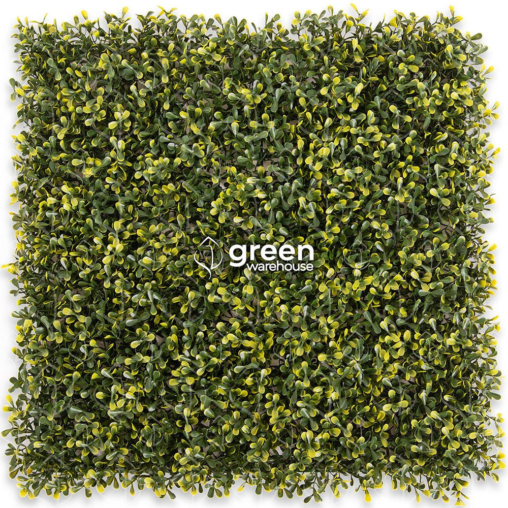 Boxwood Real - 1m²