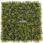 Boxwood Real - 1m²