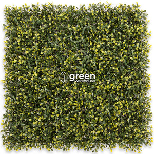 El Follaje Boxwood Real es un follaje abundante y espeso con hojas finas que presentan colores verde olivo con amarillo. Es ideal para espacios en donde se requiera dar una apariencia tersa y homogénea, además para realizar contrastes en combinación con follajes o texturas de hojas más grandes, dando como resultado asombrosos diseños de Muro Verde personalizados. 
