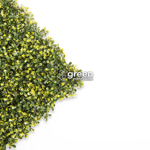 El Follaje Boxwood Real, es ideal para espacios en donde se requiera dar una apariencia tersa y homogénea, además para realizar contrastes en combinación con follajes o texturas de hojas más grandes, dando como resultado asombrosos diseños de Muro Verde personalizados. 