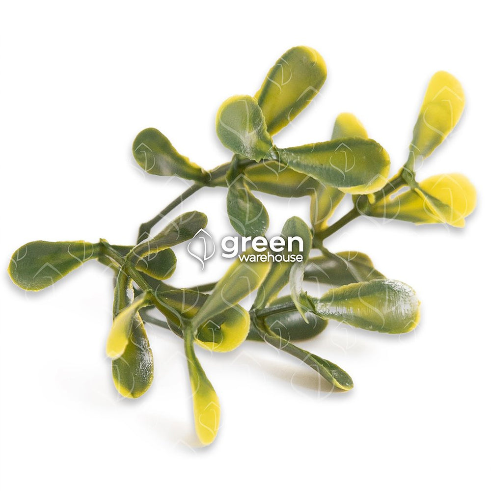El Follaje Boxwood Real es un follaje abundante y espeso con hojas finas que presentan colores verde olivo con amarillo.