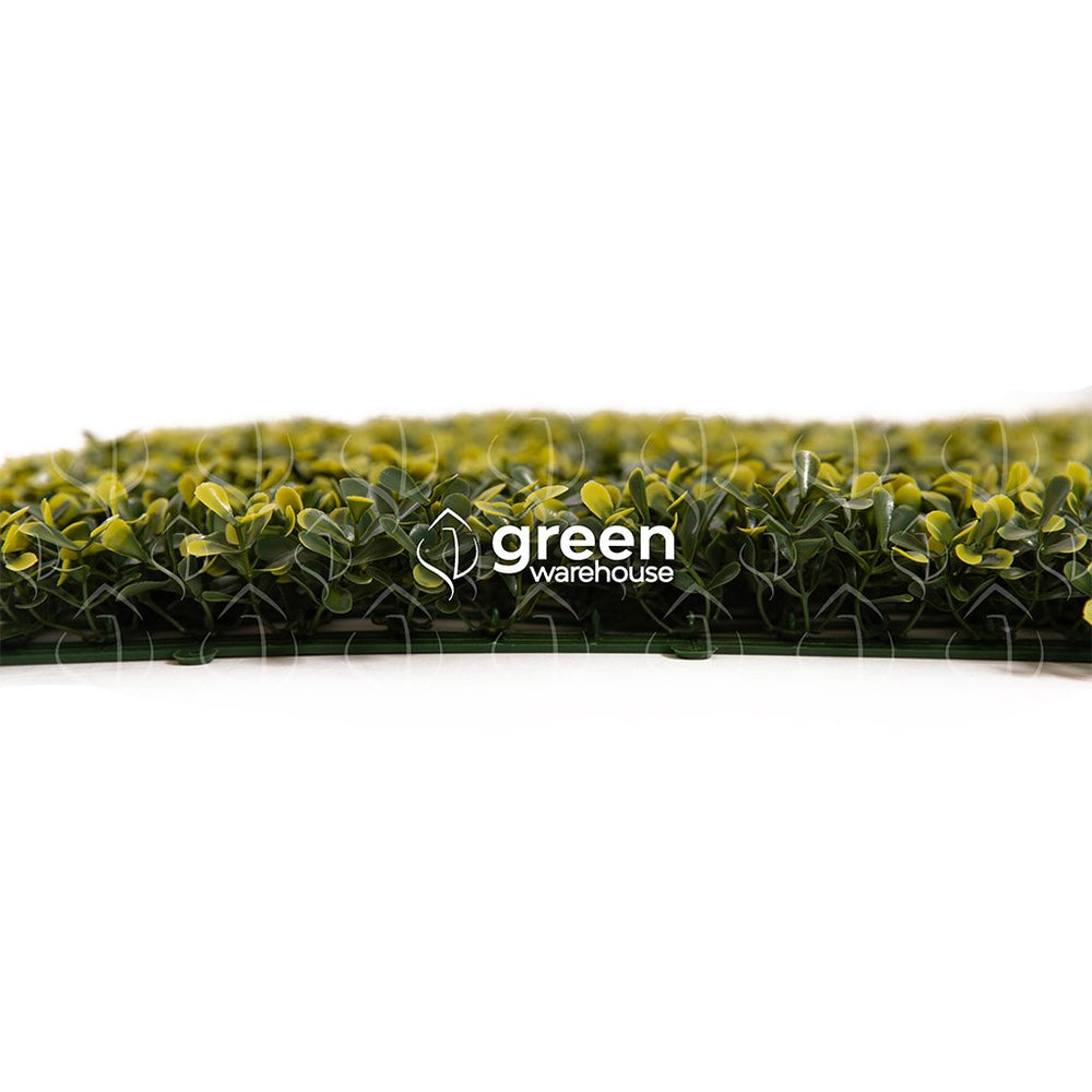 El Follaje Boxwood Real es un follaje abundante y espeso con hojas finas que presentan colores verde olivo con amarillo. 