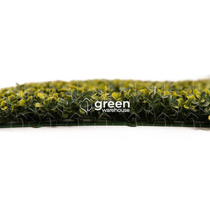 El Follaje Boxwood Real es un follaje abundante y espeso con hojas finas que presentan colores verde olivo con amarillo. 
