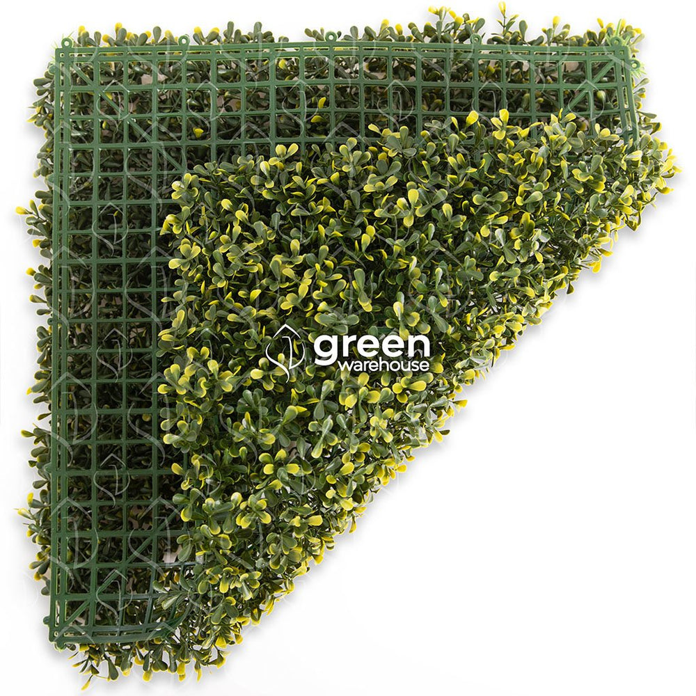 El Follaje Boxwood Real es un follaje abundante y espeso con hojas finas que presentan colores verde olivo con amarillo. Es ideal para espacios en donde se requiera dar una apariencia tersa y homogénea, además para realizar contrastes en combinación con follajes o texturas de hojas más grandes.