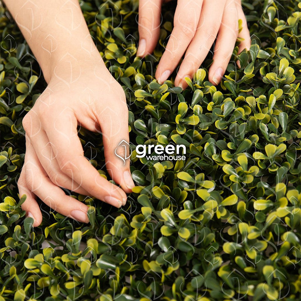 El Follaje Boxwood Real es un follaje abundante y espeso con hojas finas que presentan colores verde olivo con amarillo. Es ideal para espacios en donde se requiera dar una apariencia tersa y homogénea, además para realizar contrastes en combinación con follajes o texturas de hojas más grandes, dando como resultado asombrosos diseños de Muro Verde personalizados. 
