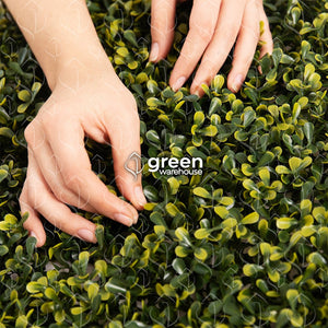 El Follaje Boxwood Real es un follaje abundante y espeso con hojas finas que presentan colores verde olivo con amarillo. Es ideal para espacios en donde se requiera dar una apariencia tersa y homogénea, además para realizar contrastes en combinación con follajes o texturas de hojas más grandes, dando como resultado asombrosos diseños de Muro Verde personalizados. 