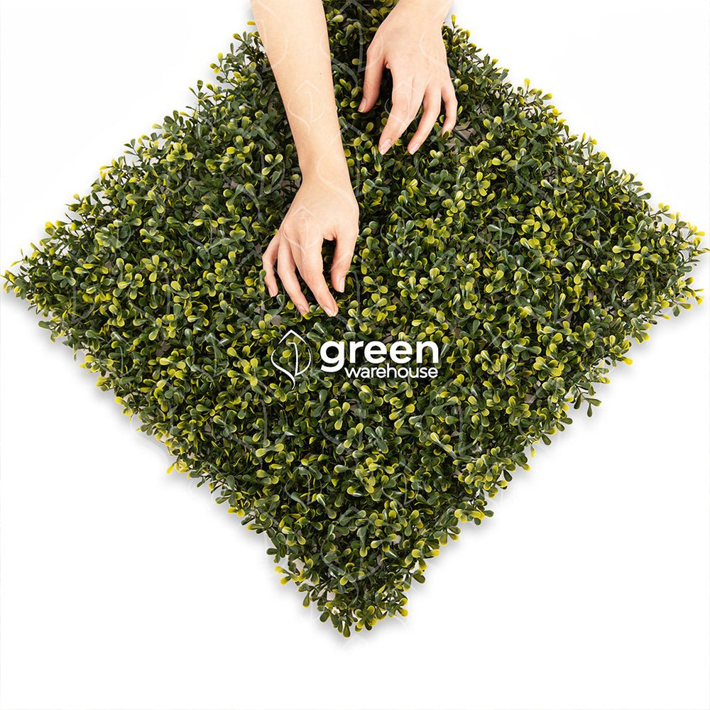 El Follaje Boxwood Real es un follaje abundante y espeso con hojas finas que presentan colores verde olivo con amarillo. Es ideal para espacios en donde se requiera dar una apariencia tersa y homogénea.