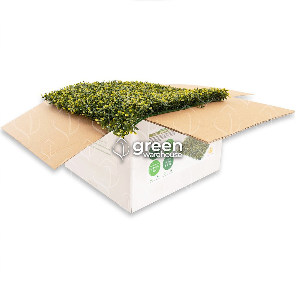 El Follaje Boxwood Real es un follaje abundante y espeso con hojas finas que presentan colores verde olivo con amarillo. Es ideal para espacios en donde se requiera dar una apariencia tersa y homogénea, además para realizar contrastes en combinación con follajes o texturas de hojas más grandes, dando como resultado asombrosos diseños de Muro Verde personalizados. Tenemos envíos a toda la República Mexicana