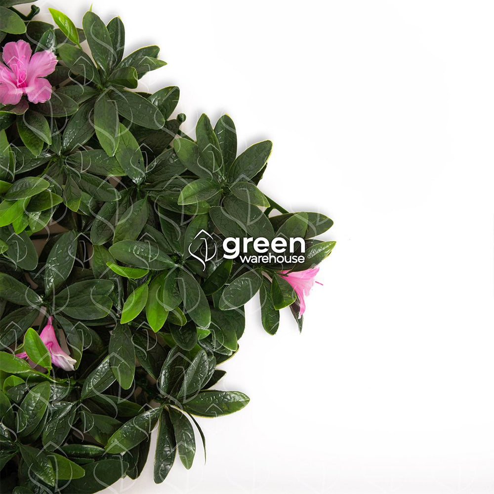 Azalea - 1m²
