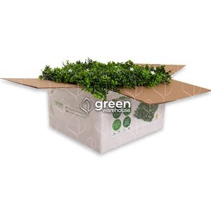 Flor de Arrayán - 1m²