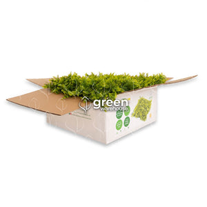 El Follaje Artificial Helecho Japonés los caracteriza su acabado texturizado con un color amarillo verdoso para lograr la apariencia fresca de helecho. Llena de vida y contrasta perfectamente con colores fuertes y oscuros, generando una atmósfera de humedad y frescura, así como un realismo sin igual. Es la opción favorita para diseñar Muros Verdes a lado de otros follajes para lograr la armonía y el aspecto que se busca. Hacemos envíos a todo México.