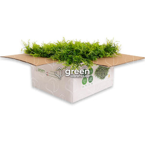 El Follaje Artificial Helecho Persa es muy espeso y con un gran detalle, tiene un acabado texturizado muy exuberante y un color verde brillante. Este modelo es el que cuenta con la mayor altura y ramas más largas de toda nuestra colección, lo que le da un aspecto muy atractivo a la vista. Por si solo puede resaltar completamente, no obstante, la combinación con follajes de hojas más pequeñas lo hacen lucir en cualquier espacio, creando Muros Verdes sorprendentes. Hacemos envíos a todo México. 