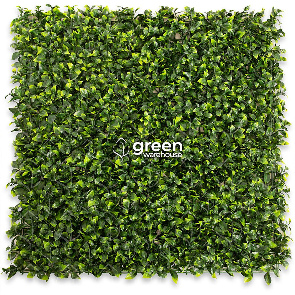 Hoja de Gardenia - 1m²