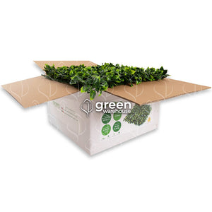 Hoja de Gardenia - 1m²