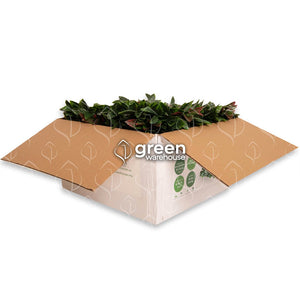 El Follaje Artificial Laurel, nos regala una hoja decidida y exquisita en detalles naturales, entrega personalidad a espacios con estilo de alto diseño, la hoja de Laurel cubre superficies de manera propositiva y elegante. Hacemos envíos a todo México. 