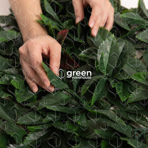 El Follaje Artificial Laurel, nos regala una hoja decidida y exquisita en detalles naturales, entrega personalidad a espacios con estilo de alto diseño, la hoja de Laurel cubre superficies de manera propositiva y elegante.