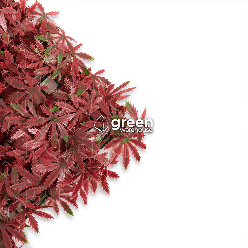 El Follaje Artificial Hoja de Maple tiene hojas de tonos rojizos que se van degradando hasta llegar a tonos verdes, da vida y color a tu proyecto el cual tendrá un ligero toque otoñal natural.