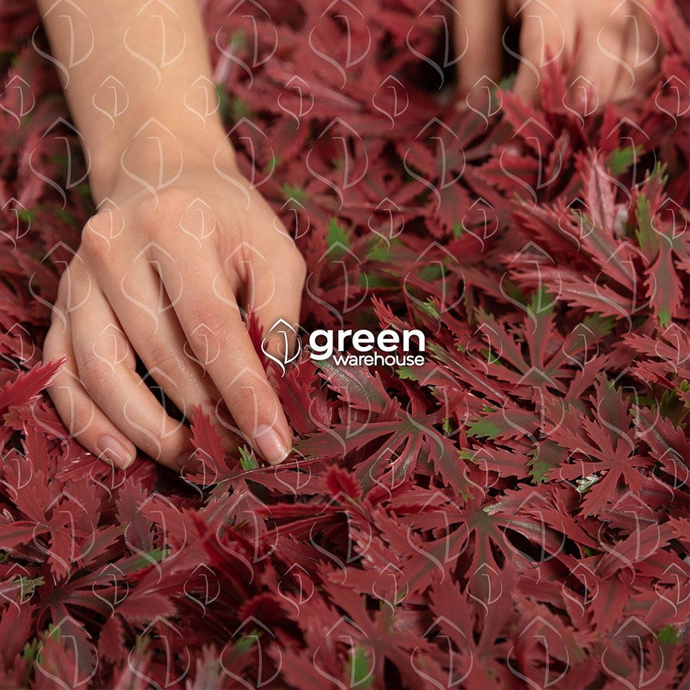 El encanto de los bosques canadienses nos inspiró para traerte el Follaje Artificial Hoja de Maple. Sus hojas de tonos rojizos se van degradando hasta llegar a tonos verdes, da vida y color a tu proyecto el cual tendrá un ligero toque otoñal natural. Es un follaje que realza por mucha cada instalación su color tan característico es único en cada diseño de Muro Verde. 