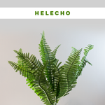 Helecho