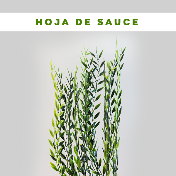 Hoja de Sauce