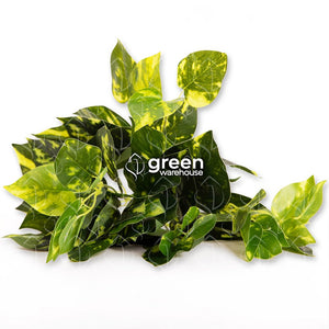 La Planta Artificial Julieta es una planta que tiene hojas en forma de corazón a dos tonos, verde obscuro y verde claro ideales para generar acentos en espacios que requieren más de un bonito realce.