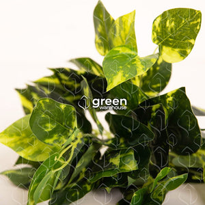 La Planta Artificial Julieta es una planta que tiene hojas en forma de corazón a dos tonos, verde obscuro y verde claro.