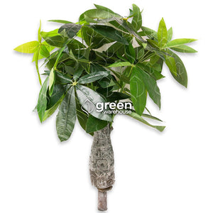 ¡La planta artificial mediana perfecta! Con una apariencia increíblemente natural para la vista, brinda un aura fresca y tropical. También conocida como árbol del dinero en el feng Shui, muchos honran la pachira como una planta que atrae riqueza y trae gran prosperidad. Su tronco tiene un cuidadoso detallado y las hojas simbolizan los cinco elementos del feng shui.