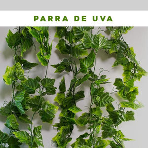 Parra de Uva