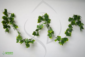 Parra de Uva