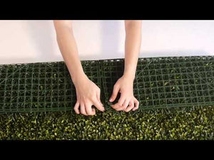 
                
                    Cargar y reproducir el video en el visor de la galería, El Follaje Boxwood Real es un follaje abundante y espeso con hojas finas que presentan colores verde olivo con amarillo. Es ideal para espacios en donde se requiera dar una apariencia tersa y homogénea, además para realizar contrastes en combinación con follajes o texturas de hojas más grandes.
                
            