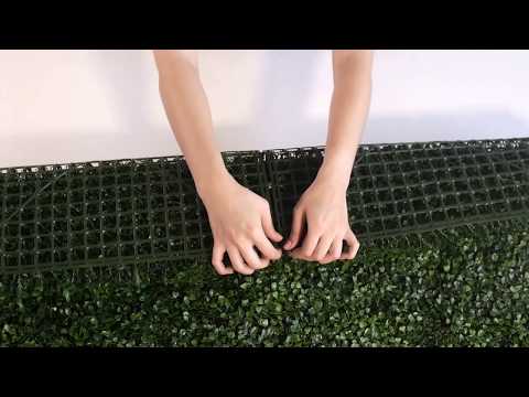 
                
                    Cargar y reproducir el video en el visor de la galería, El Follaje Artificial Boxwood hace honor a la gama a la que pertenece, este modelo es de los más vendidos y un clásico en la decoración. Tiene una hoja pequeña de color verde oscuro y una agradable textura. Este follaje es ideal para espacios en donde se requiera dar una apariencia uniforme, gracias a su diseño de follaje cerrado y conservador, también es la mejor opción para combinarlo con otros estilos en un diseño de Muro Verde personalizado. 
                
            